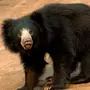 Медведь губач