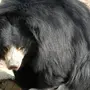 Медведь губач