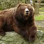 Медведь гризли картинки