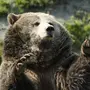 Медведь гризли картинки