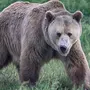 Медведь Гризли Картинки