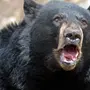 Черный Медведь