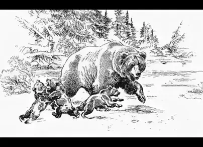 Рисунок медведицы карандашом