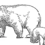 Рисунок медведицы карандашом