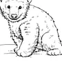 Медведица рисунок