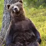 Медведи Картинки Прикольные