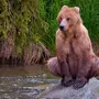 Медведи картинки прикольные