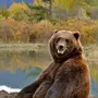 Медведи картинки прикольные