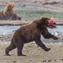 Камчатский Медведь