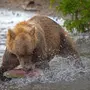 Камчатский медведь
