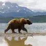 Камчатский Медведь