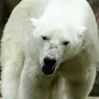 Белый медведь без шерсти