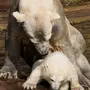 Белый медведь без шерсти