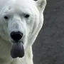 Белый Медведь Без Шерсти