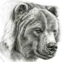 Медведь картинка рисунок