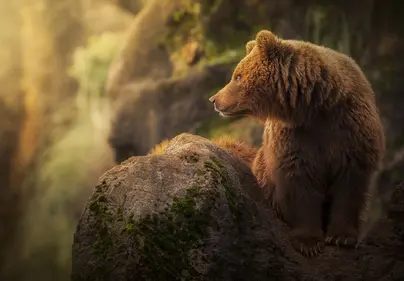 Картинки медведя на заставку