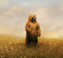 Картинки медведя на заставку