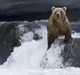 Картинки Медведя На Заставку