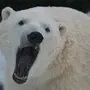 Кожа Белого Медведя