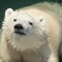 Кожа белого медведя