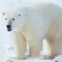 Кожа белого медведя