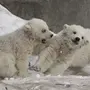 Кожа Белого Медведя