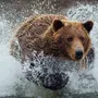 Картинки На Телефон На Заставку Медведь