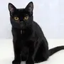 Бомбейская Кошка