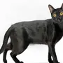 Бомбейская Кошка