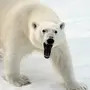 Картинка полярный медведь для детей