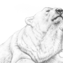 Рисунки белого медведя для срисовки