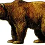 Картинка медведя для детей на белом фоне