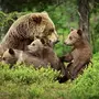 Картинка медведица с медвежатами для детей