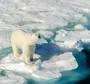 Картинка Белый Медведь На Льдине
