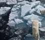 Картинка Белый Медведь На Льдине