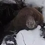 Берлога медведя зимой