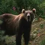 Кавказский Медведь