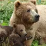 Кавказский медведь