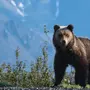 Кавказский медведь