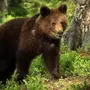 Распечатать картинку медведя