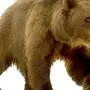 Распечатать картинку медведя