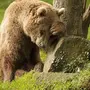 Грустный Медведь Картинки