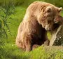 Грустный Медведь Картинки