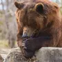 Грустный медведь картинки