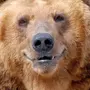 Веселый медведь картинки