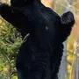 Веселый Медведь Картинки