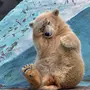 Веселый Медведь Картинки