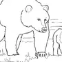 Бурый Медведь Рисунок Карандашом