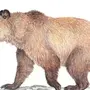 Картинка бурый медведь для детей