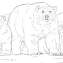 Картинка Бурый Медведь Для Детей